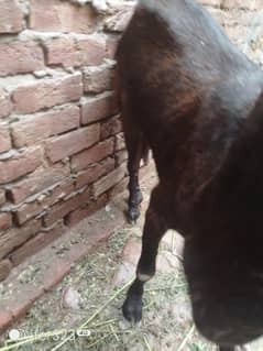 bakri dhodh wali