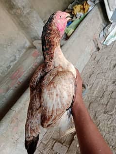 pure aseel male and 2 female