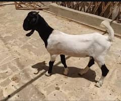 Tapra bakra