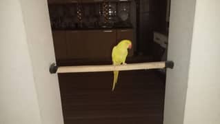 yellow ringneck parrot for sale price negotiable