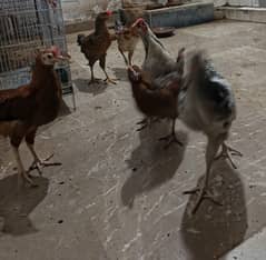 Desi misri hens