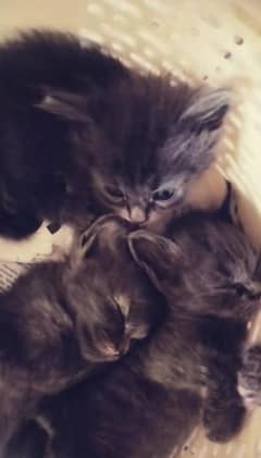 ‼CHEAP SALE‼PERSIAN KITTENS