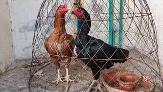 Aseel Hens