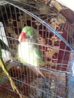 Parrots for sale