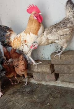 sale for Han beautiful chicken