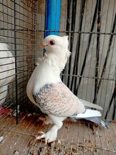 SENTIENT BREADR MALE FOR SALE