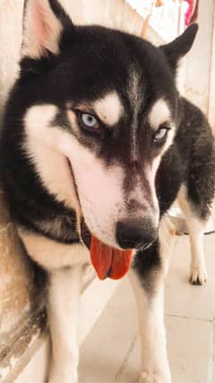 Husky available for sale