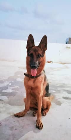 German Shephered 18months old