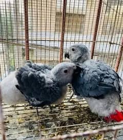 African grey parrot for sale 0327-4699-143