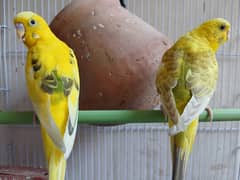Parrots for sale