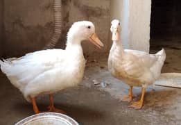 Ducks for sale