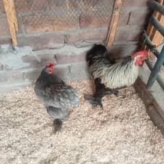 Blue bantam pair
