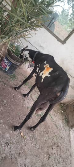 Pure Dasi High Quality goat