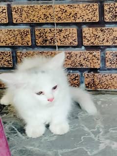 Cats