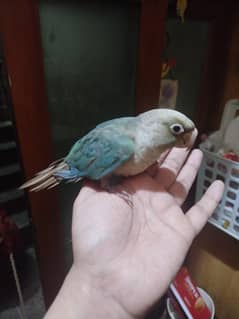 cohure