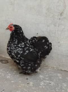 Cochin Mottled Bantam Porcelain Silki polish Fancy hens available
