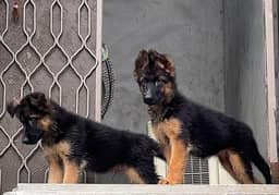 German shepherd dogs/ GSD