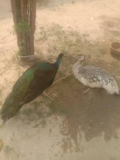peacock