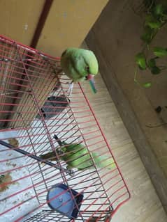 Hand tame ringneck pair
