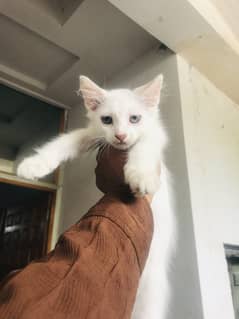 Persian odd eye kitten