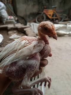 heera