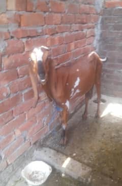 nagri bakri with male kid  03234438191