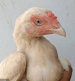 Hera madi for sale Exchange be ho sakti ha white male  k sath
