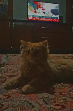 Persian cat for sale