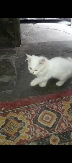 Persian pair male with blue