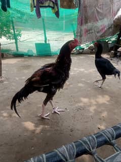 Nawabi aseel murga