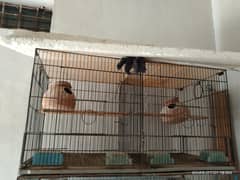 parrot cage