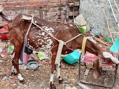 Bakri for Sale