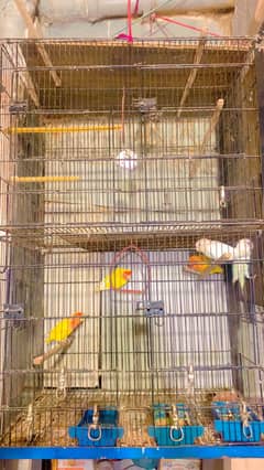 Birds or cage for sale