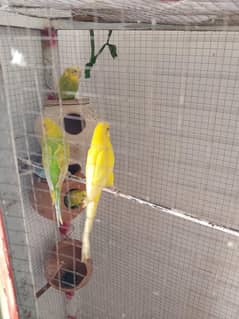 parrots