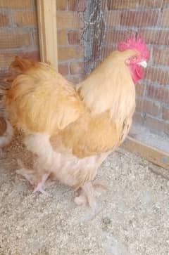 Golden Heavy puff and Cochin Bantam for Sales