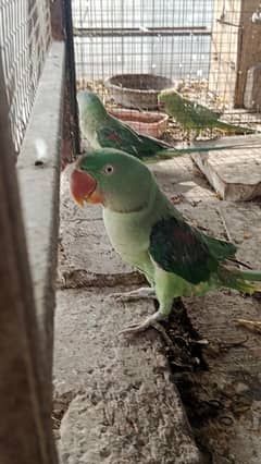 raw parrot for sale
