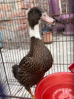 duck baby