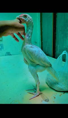 aseel white shamoo