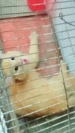 persian