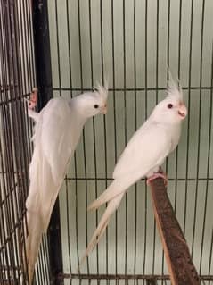 cocktail breader pair ino red eyes