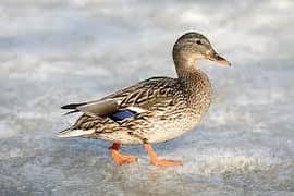 female duck