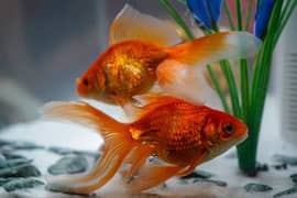 Fantail goldfish > Read add