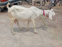 bakri