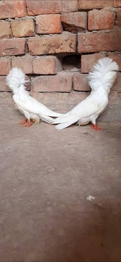 jacobin white  Chicks for sale