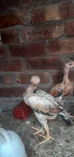 for sale lakha cheena shamoo chick