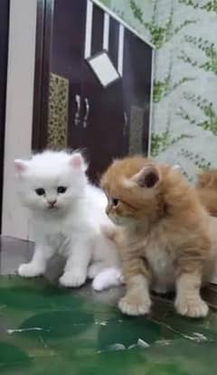 Cat Persian | cat baby | kittens | Blue eyes | ωatsap03286487884