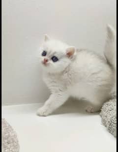 British shorthair
