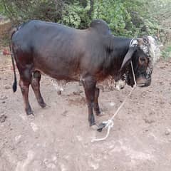 Kheera Cholistani Buchra , Nafey Jhaler wala , For Qurbani 2026
