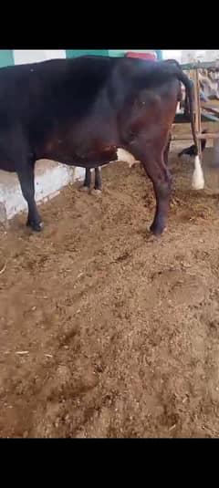2گاے فار سیل