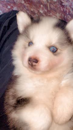 Husky